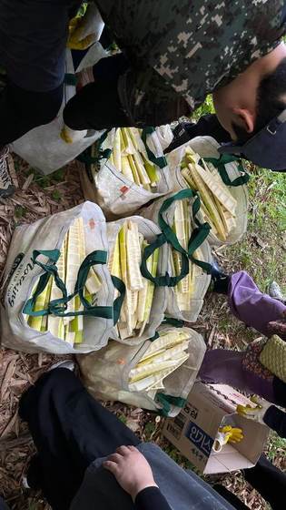 Bags of harvested bamboo shoots
