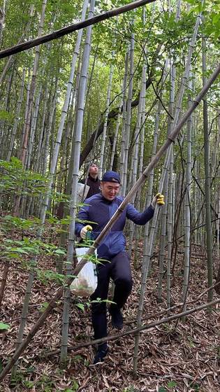 Bock carrying bamboo through the forest