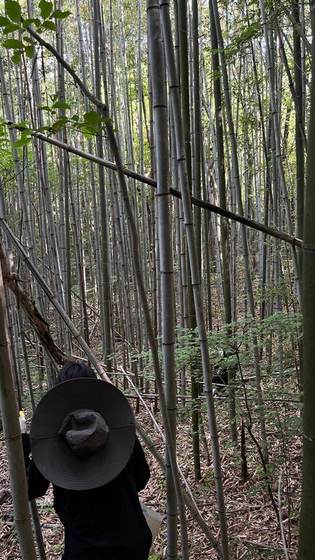 Bamboo forest on Jirisan