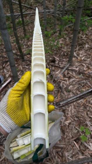Freshly cut bamboo shoot