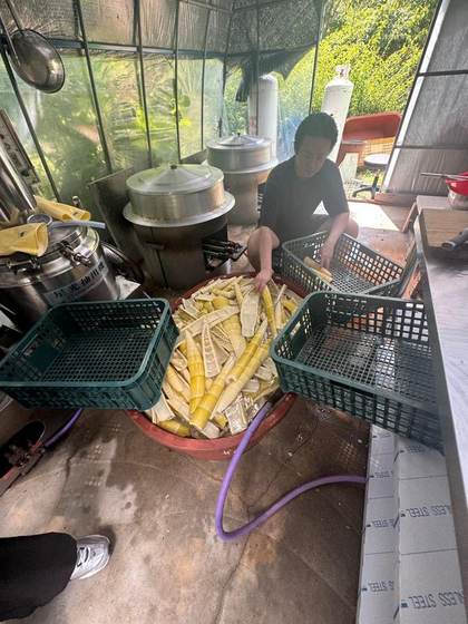 Processing bamboo shoots after harvest