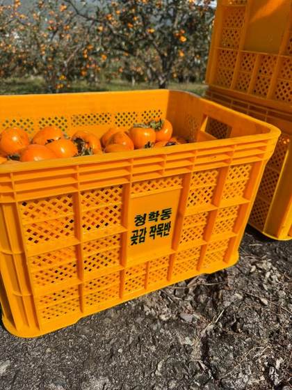Freshly harvested persimmons in crates, Cheonghak-dong