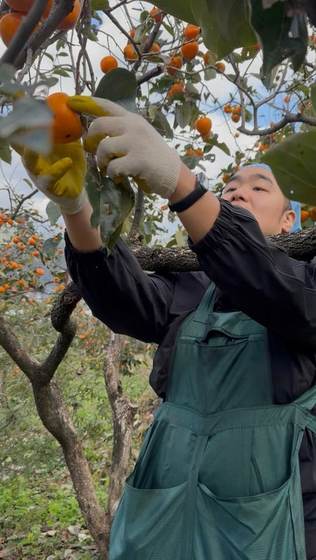 Bock picking persimmons at Jirisan