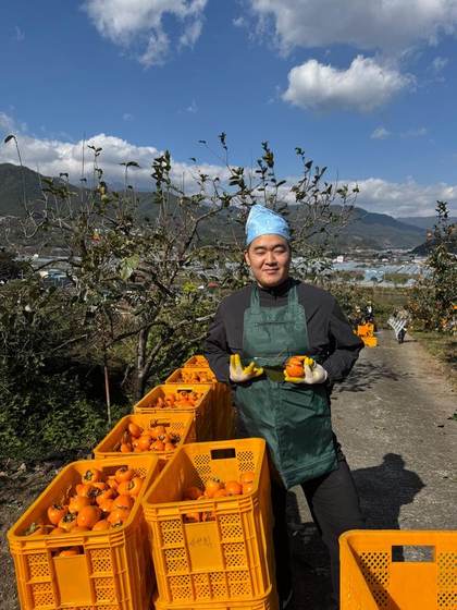 Bock with crates of harvested persimmons at Jirisan