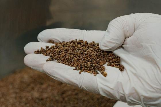 Whole perilla seed