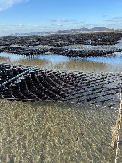 Seaweed racks along the Taean coastline